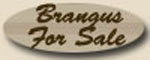 Brangus Cattle For Sale