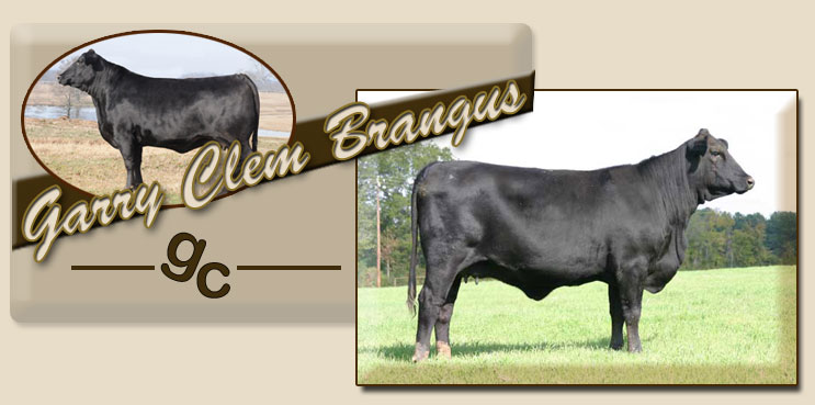 Garry Clem Brangus